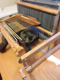 cat in loom wire